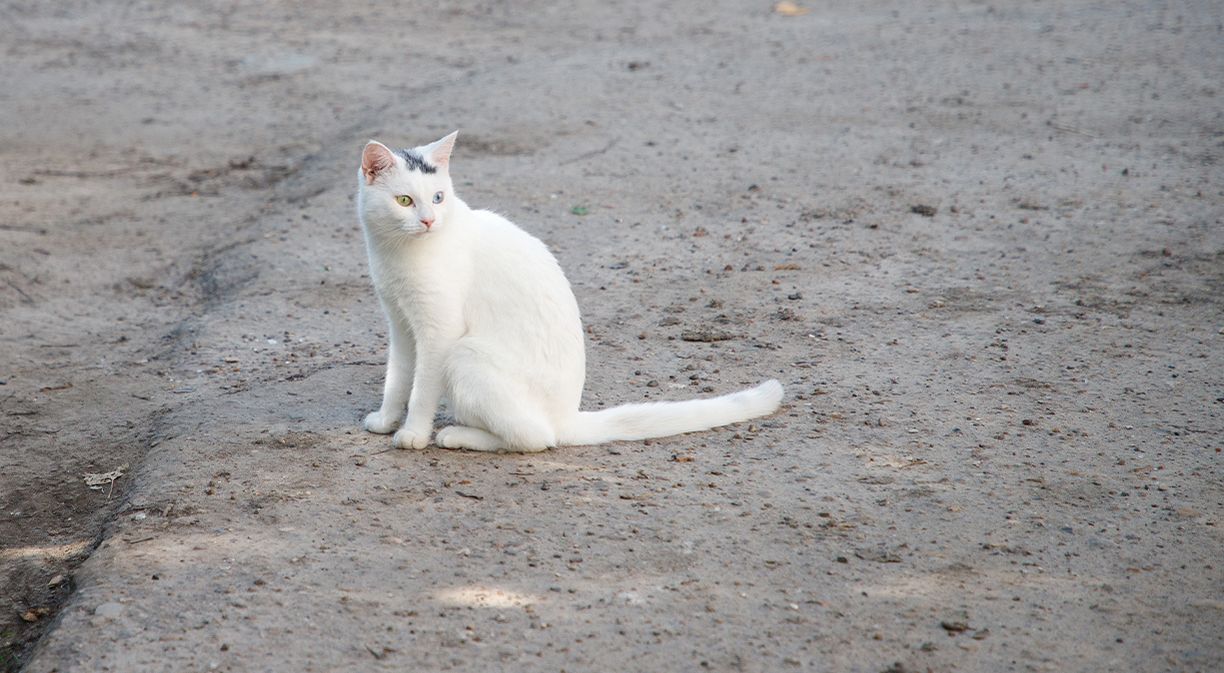 Кошка не сможет гулять сама по себе | 22.07.2023 | Коряжма - БезФормата