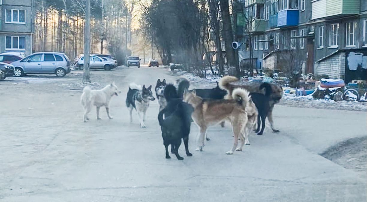 Собаки держат в страхе несколько улиц в Коряжме | 06.12.2022 | Коряжма -  БезФормата